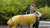 Matt’s flock hits headlines at CCM pedigree Beltex highlight