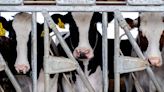 CDC: Second human infected with bird flu linked to U.S. dairy cows