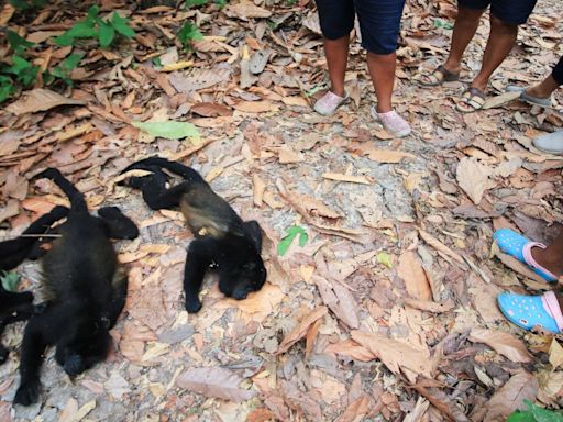 Mexico's howler monkeys dropping dead as heat toll mounts