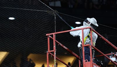 Swarm! Bee delay disrupts Dodgers-Diamondbacks game