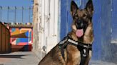 Hard-Working TSA Dog Gets The Retirement Party He Deserves After 5 Years On The Job!