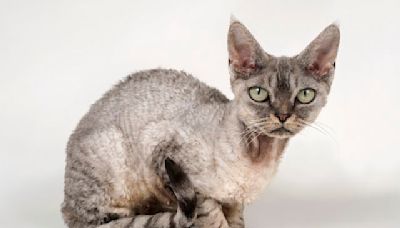 4 Curly-Haired Cat Breeds Anyone Will Love