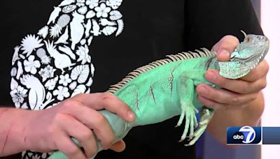 Creature Feature: North Fort Myers Shell Factory shows off a green iguana