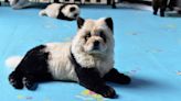 Chinese Zoo's 'Panda' Exhibit Features Dogs Dyed Black and White | 710 WOR | Coast to Coast AM with George Noory