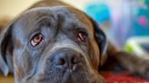 Cane Corso “Yells” at Mom on TikTok