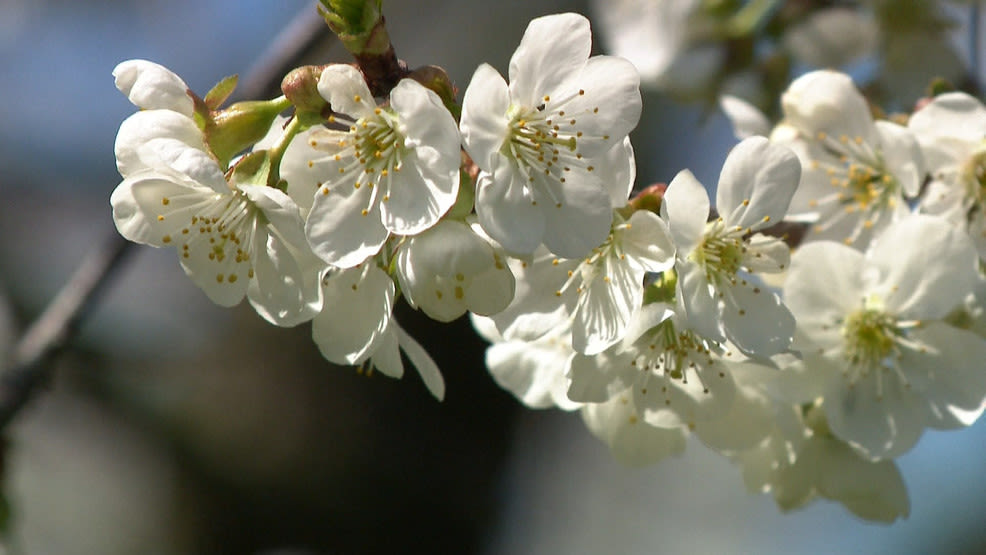 Door County tart cherry trees in bloom near Forestville