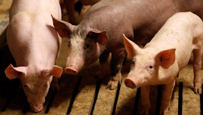 從電動車打到豬肉 中國擬對歐盟進口豬肉進行反傾銷調查