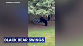 Black bear and cub play on swing in garden in Canada: VIDEO