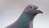 Bad news – your superfast gigabit fiber network is no match for… a pigeon with a flash drive attached to it?
