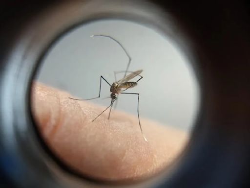 Apucarana registra mais duas mortes por dengue e soma 25 óbitos | TNOnline