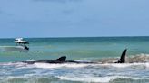 70,000-Lb. Sperm Whale Beached on Florida Coast Dies Despite Rescue Efforts, Officials Say