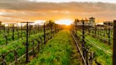 Why Lower Napa Valley Is California Wine Country's New Hotspot - Maxim