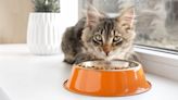 How long should cats eat kitten food for? Vet explains why it may be longer than you think