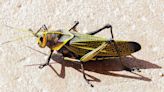 10 Natural and Non-Toxic Ways to Get Rid of Grasshoppers