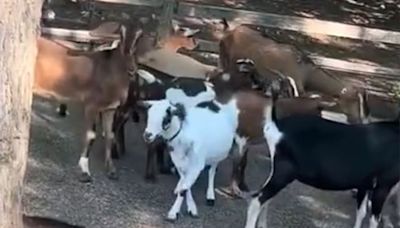 Goats Seen on the Loose at Cedar Point Amusement Park After Similar Incident with Camels