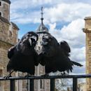 Ravens of the Tower of London