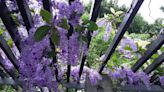 大安森林公園錫葉藤滿開 紫瀑花廊向您招手