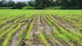 Agrónomos recomiendan cuatro acciones a los agricultores ante las lluvias