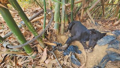 高雄 山豬吊害死浪犬 動保處加強稽查 - 地方新聞