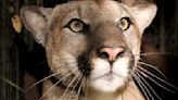 Baby mountain lion roaming Thousand Oaks? Have no fear, officials say: It's a house cat