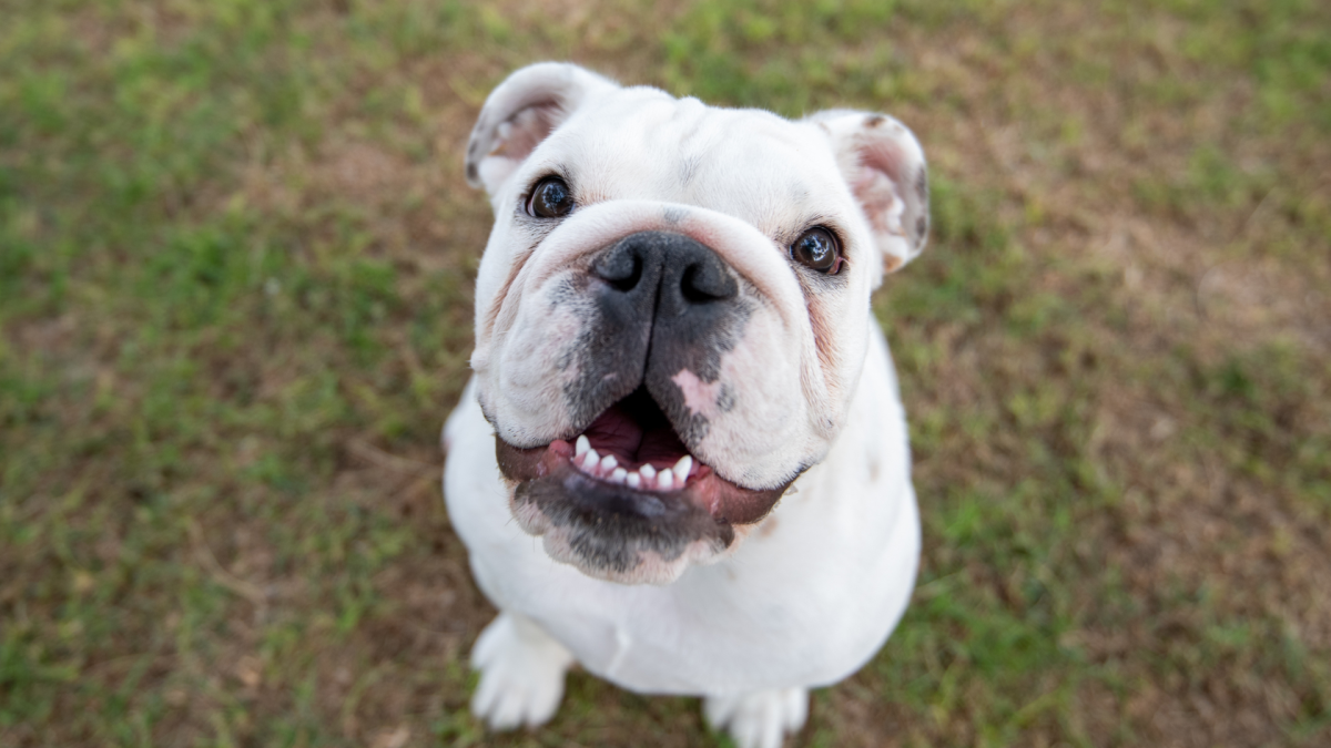 Bulldog's Pure Joy Over Taking a Dip in the Pool Is the Content People Are Here For