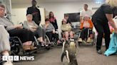 Nottingham care home residents get to p-p-pick up penguins