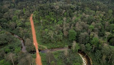 Gabon junta allows regulated logging of rare kevazingo tree