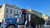 How many people, machines does it take to put up a holiday tree at Somerset Courthouse?