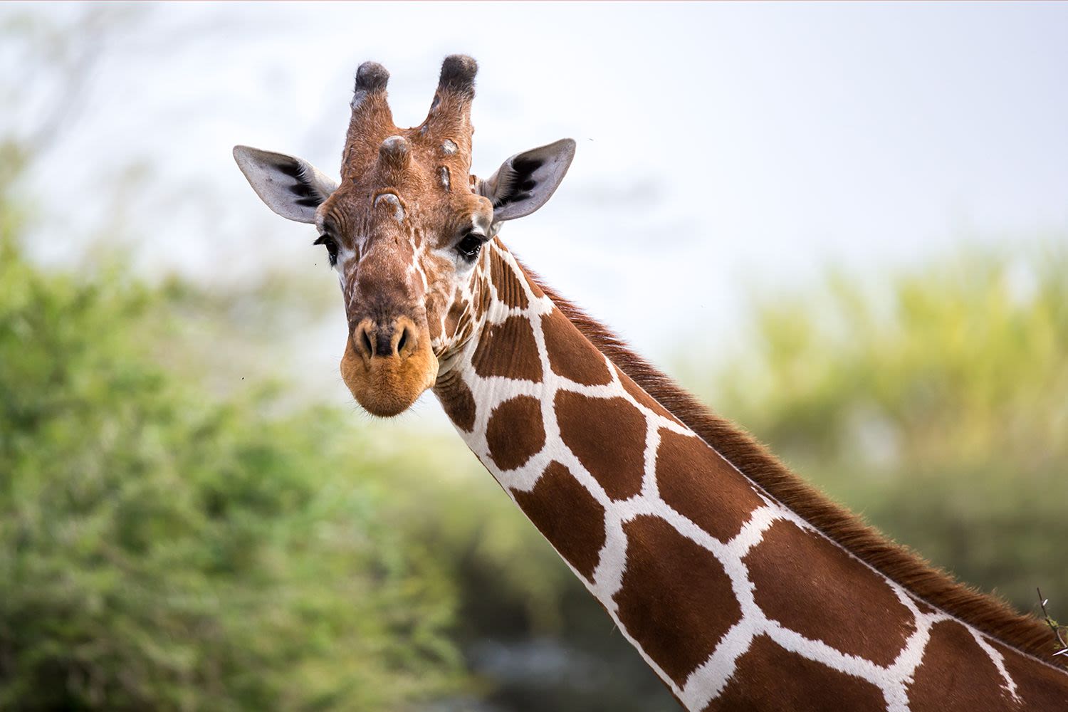 Giraffe Grabs Toddler from Truck During Wildlife Tour, Then Drops Her Into Mom’s Arms – See the Video