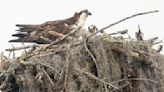 Young osprey hatched at future Summerville sports complex soon will leave the nest