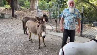 Donkey who inspired popular ‘Shrek’ character in need of medical funds