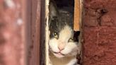 Firefighters rescue unlucky cat stuck between two houses