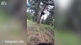 Watch as bear cub is freed from wire fencing