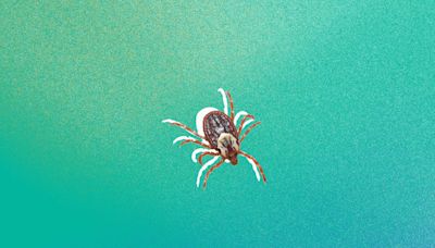 9 Expert Tips for Getting Rid of Ticks in Your Yard