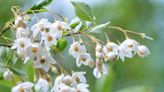 How to Grow and Care For Japanese Snowbell (Styrax japonicus)