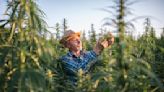 Which Pot Stock Will Climb in 2024: Green Thumb Industries vs. Aurora Cannabis