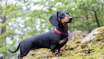 Auf wiedersehen, pet: Germany set to ban sausage dogs