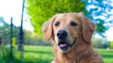 【獸誌揭秘】黃金獵犬因「獨特基因」而活得更長久？