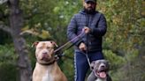 Bully XL owner whose dogs ‘stopped rape’ says breed are ‘walking weapons’