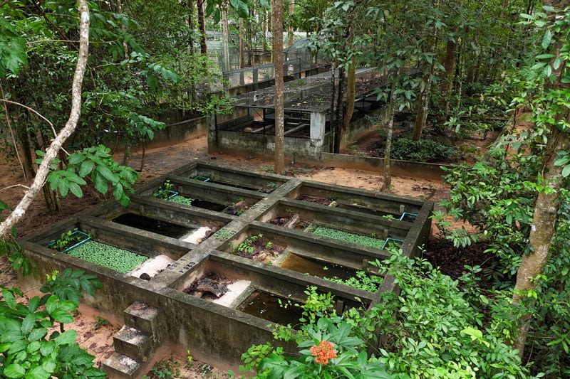 First hatchling in captivity offers hope for Cambodia’s endangered Black Marsh Turtle