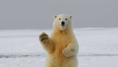 Des chercheurs créent une nouvelle technologie pour mesurer l'impact du réchauffement climatique sur l'ours polaire