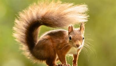 Leprosy ‘may have spread between red squirrels and humans in medieval England’