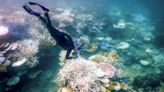 Corals that recover from bleaching still struggle to breed