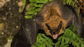 Person who dropped off infected bat was not exposed to rabies, Toronto Public Health confirms