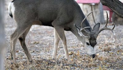 Utah finalizes 2024 big game permit amount, sets new shed hunting rules