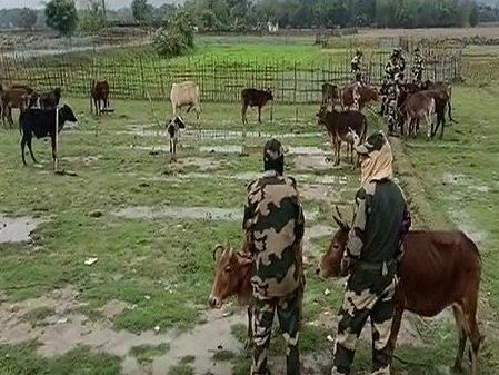 Don’t drag BSF into beef politics. MoS issuing permit for 'sacred' cow is unqualified hypocrisy