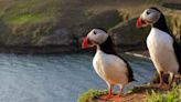 Tiny island that's home to 42,000 puffins