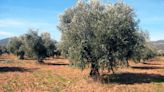 El cambio climático potencia la bacteria que mata a los olivos en el Mediterráneo