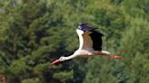 Birds of a feather flocking together: Research shows storks prefer to fly with conspecifics during migration