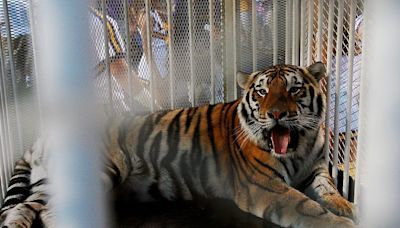 PETA to Landry: Abandon ‘misguided idea’ of bringing live tiger to LSU football games